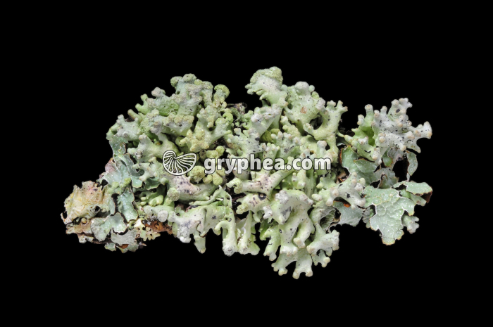 Lichen (hydraté) - gryphea.org